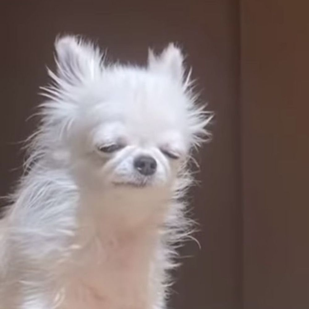양냥