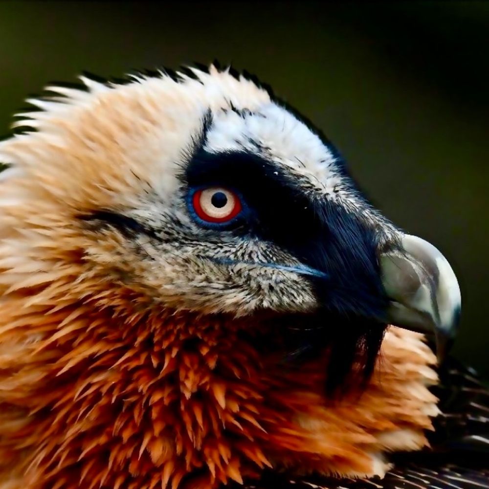 Space Vulture