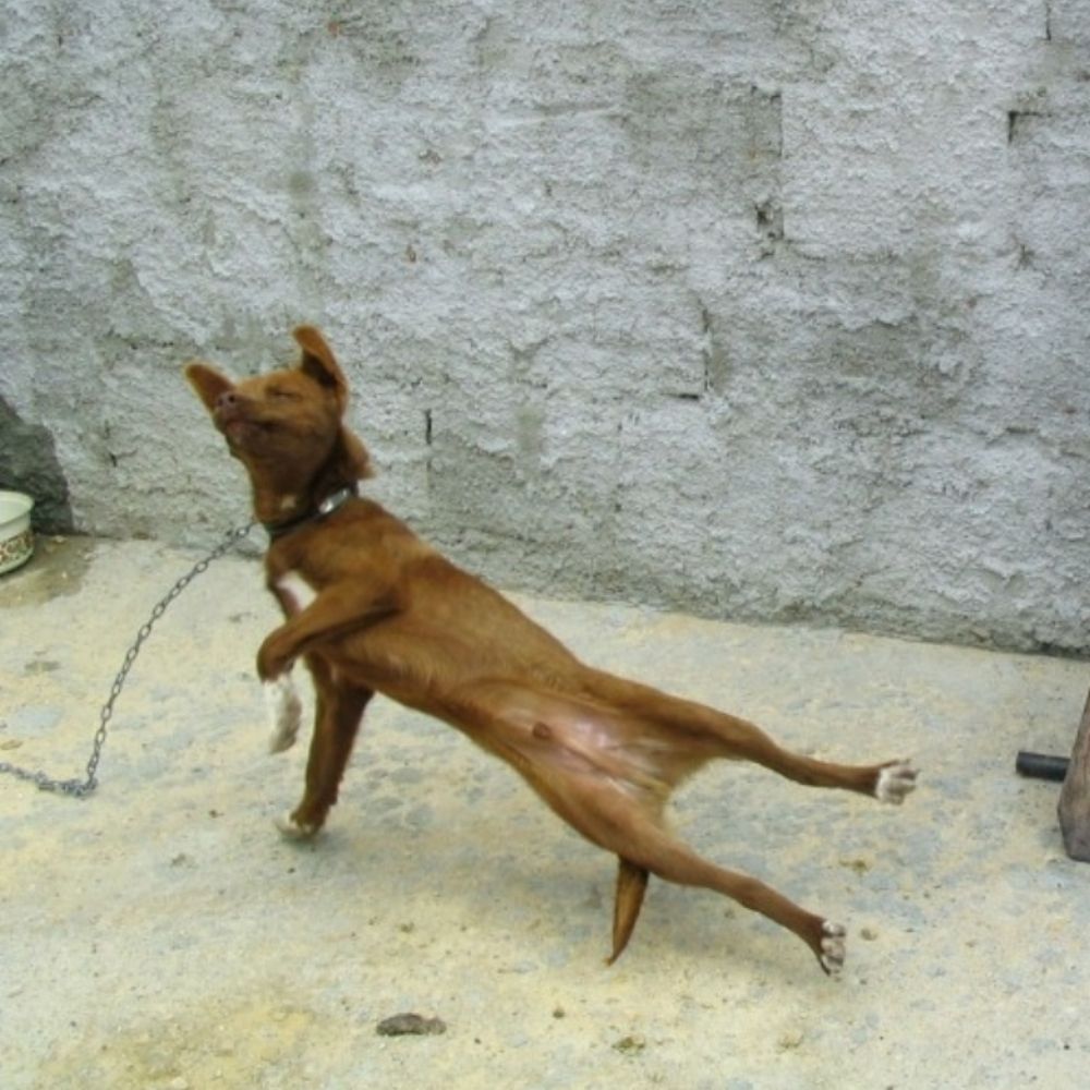 niltinho 