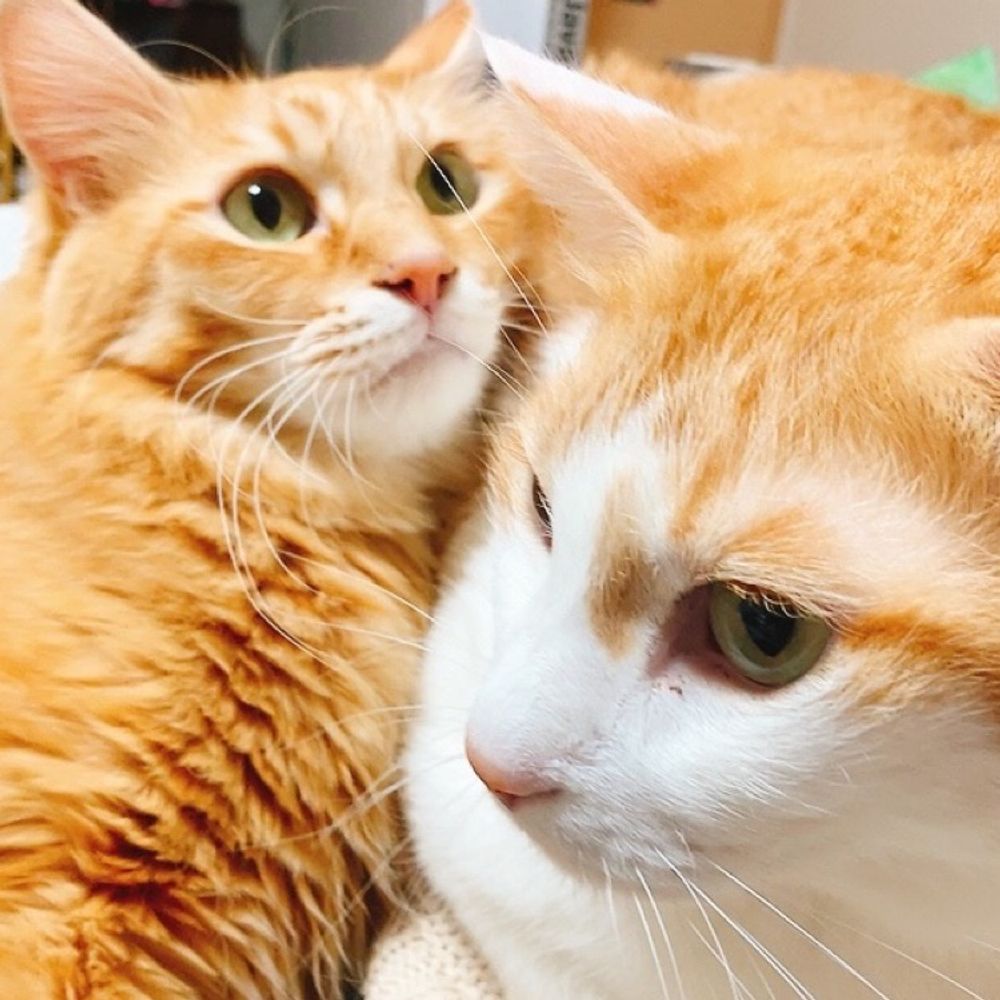 ねこはいいぞ