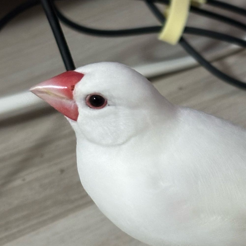 孤島うめこ