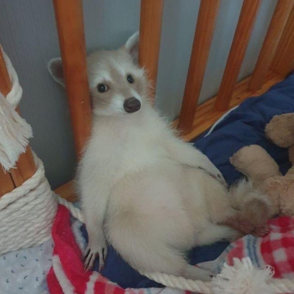 Red Raccoooon