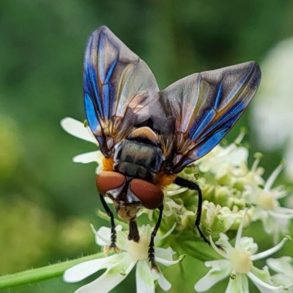 Insecten in Amelisweerd's avatar