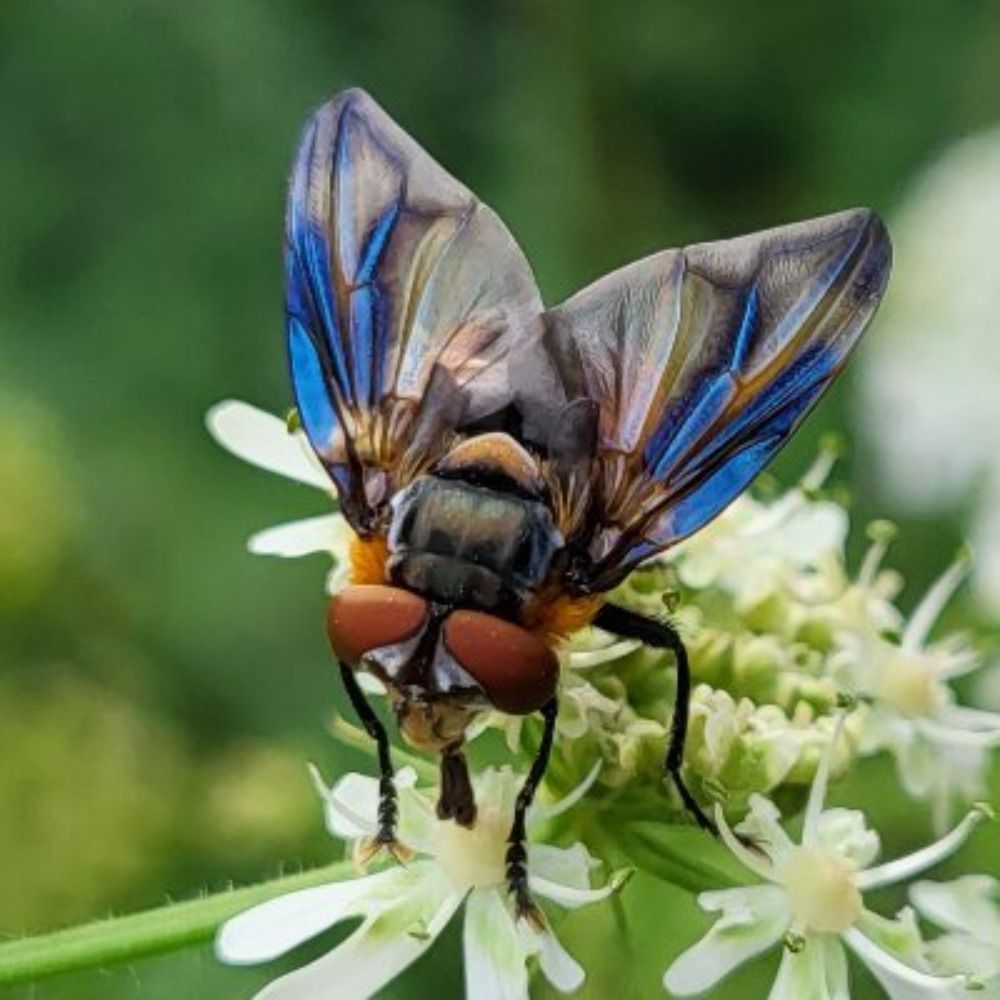 Insecten in Amelisweerd 🌳