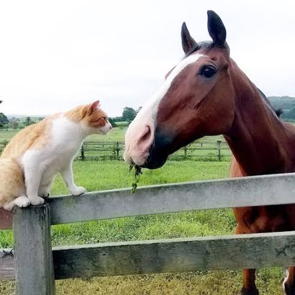 ハル