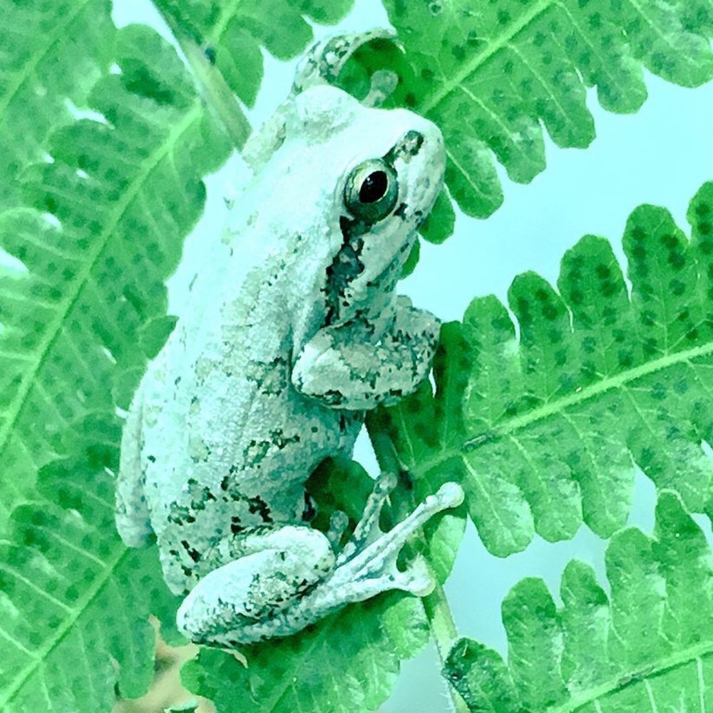 朝熊