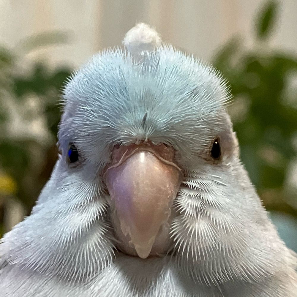 なﾊむぎ