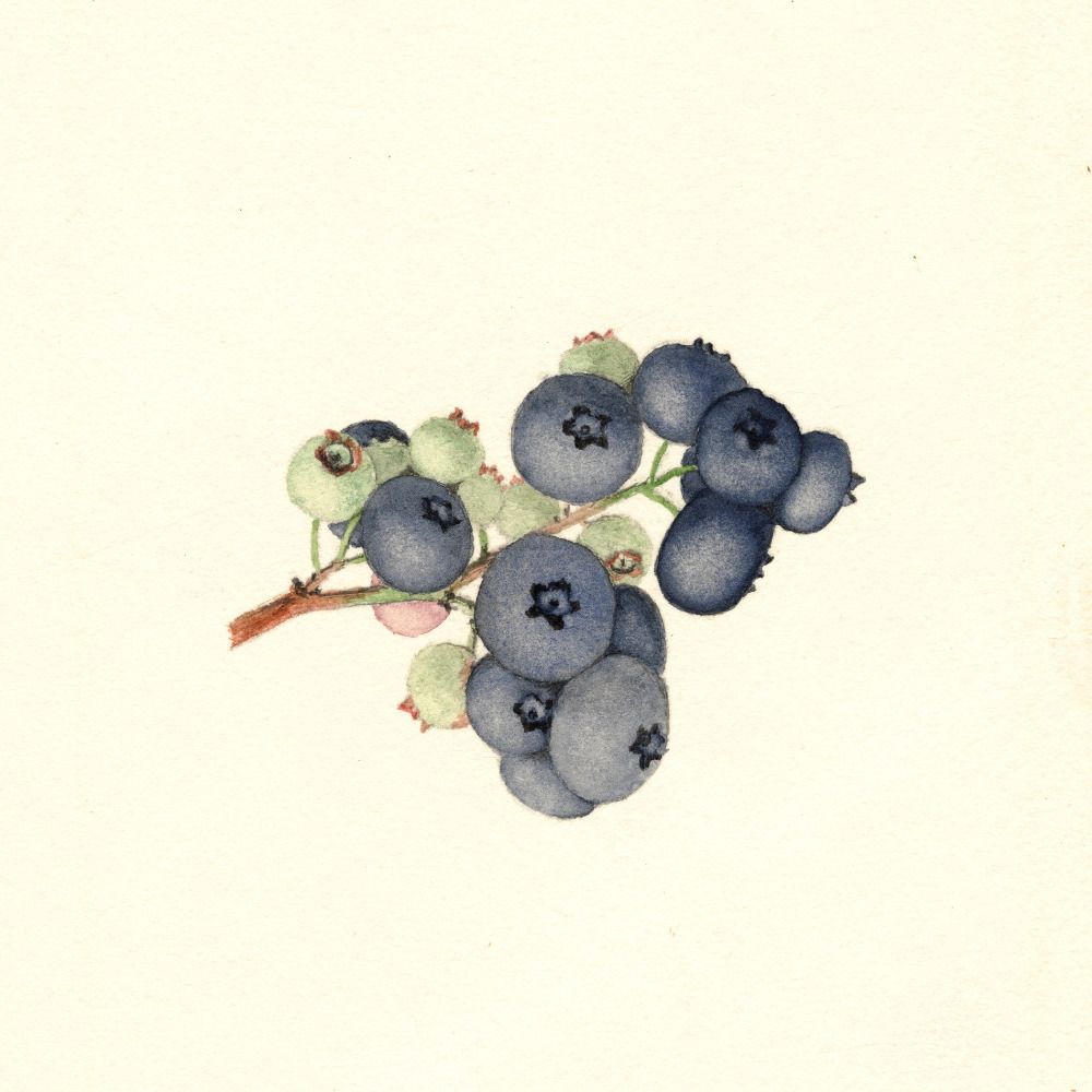 old fruit pictures's avatar