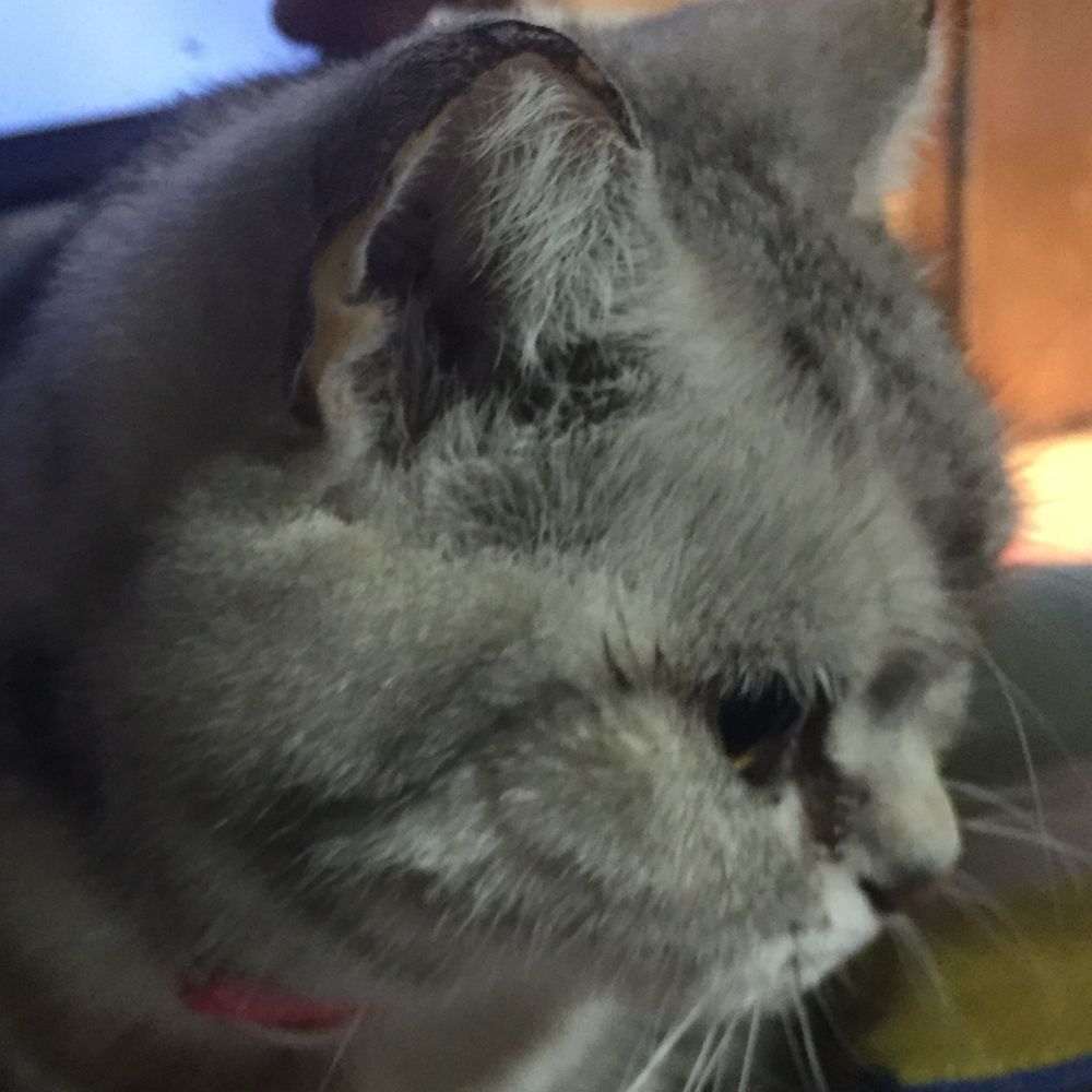 Kimi