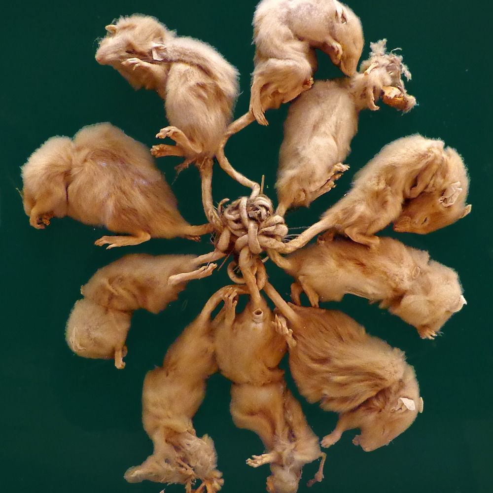 Rat King