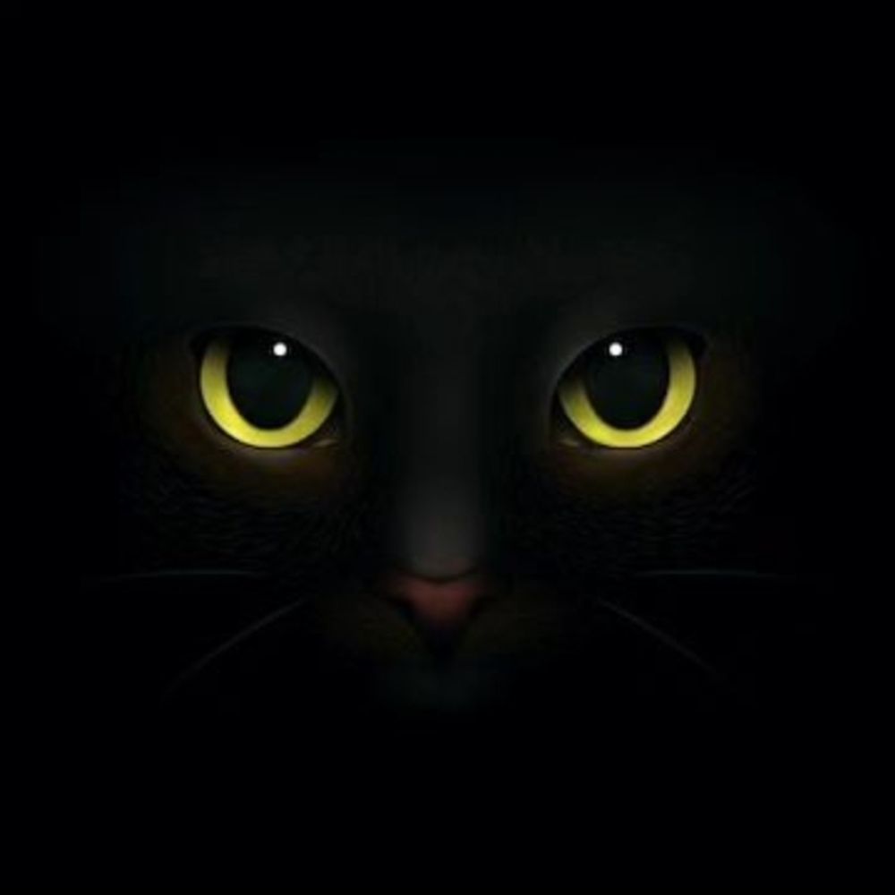 The Dead Cat Poetry Prize