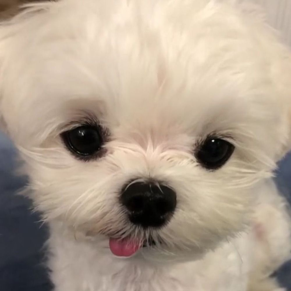 휜둥이