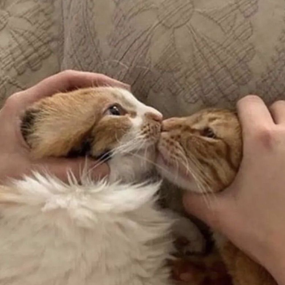 Just A Cat!?!