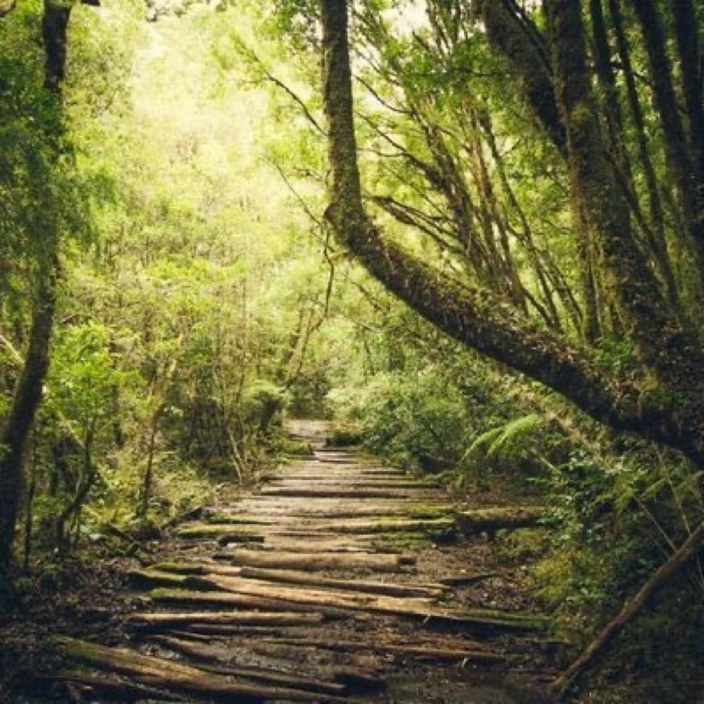 The Narrow Path