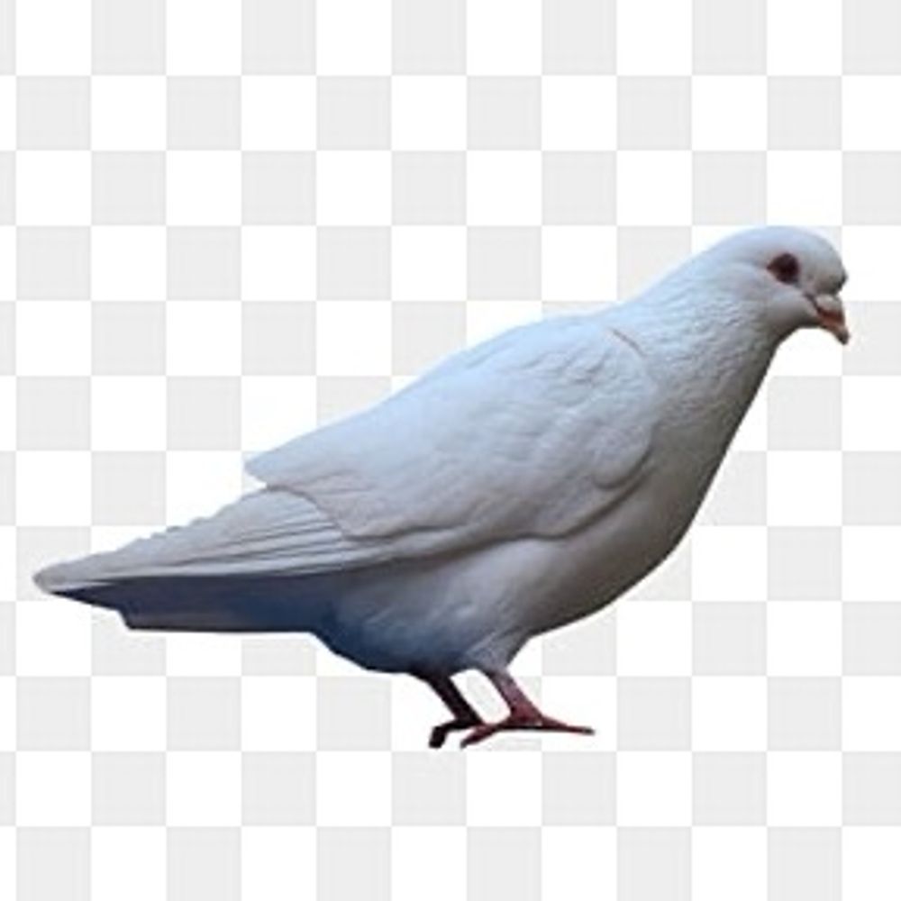 コンドル