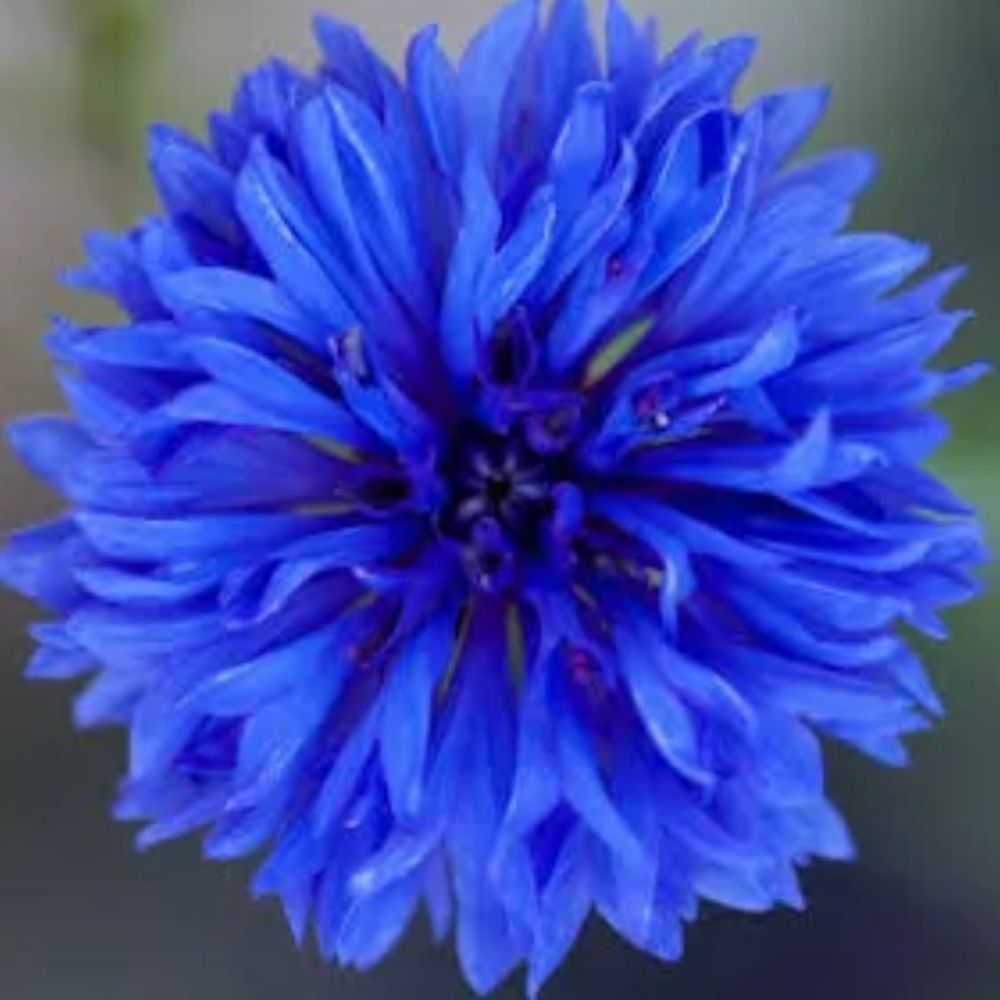 💙SLW💙