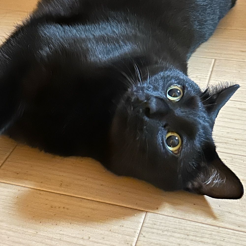 sora