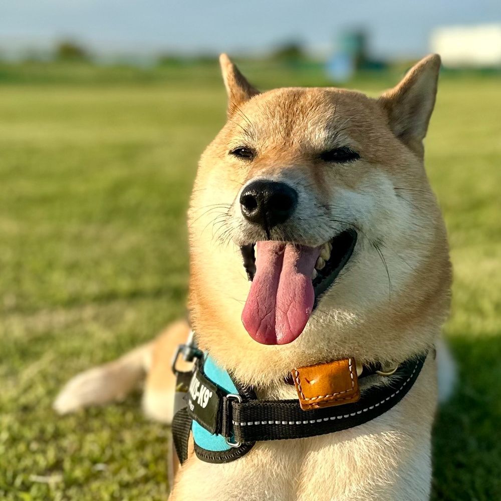 Maru the Shiba