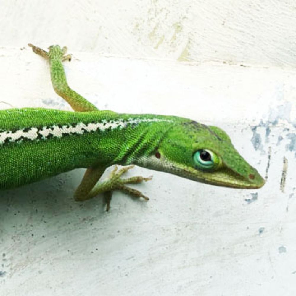 Lazy Anole's avatar