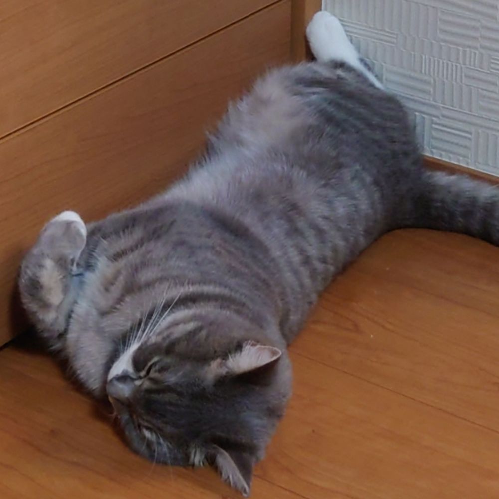 ひなの