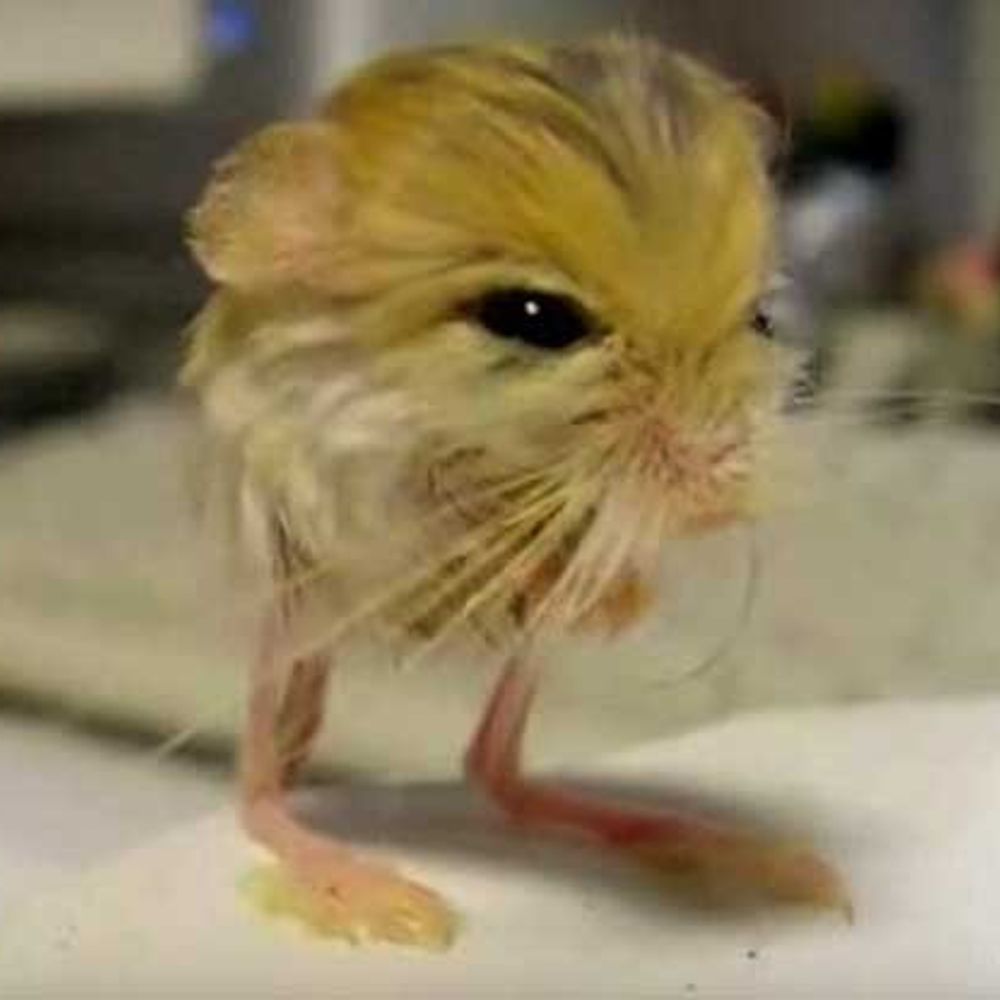 Jerboa Wizard