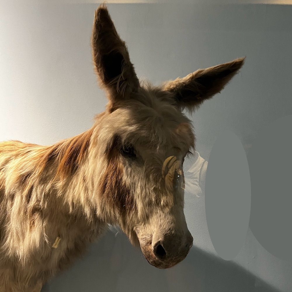 Not a Donkey