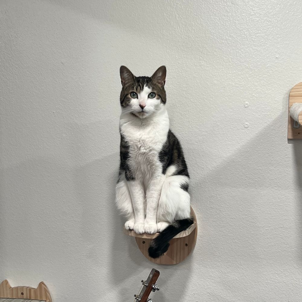 Catty McCatterson