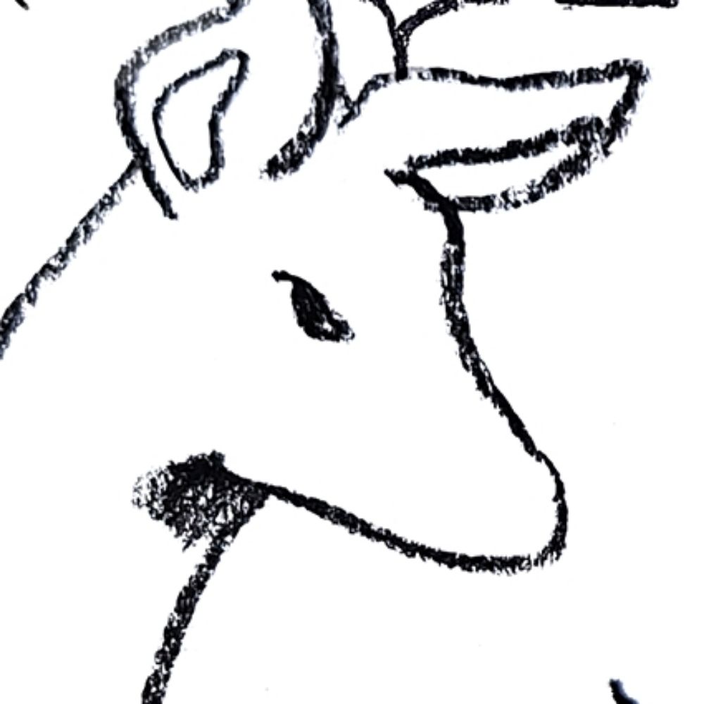 ant