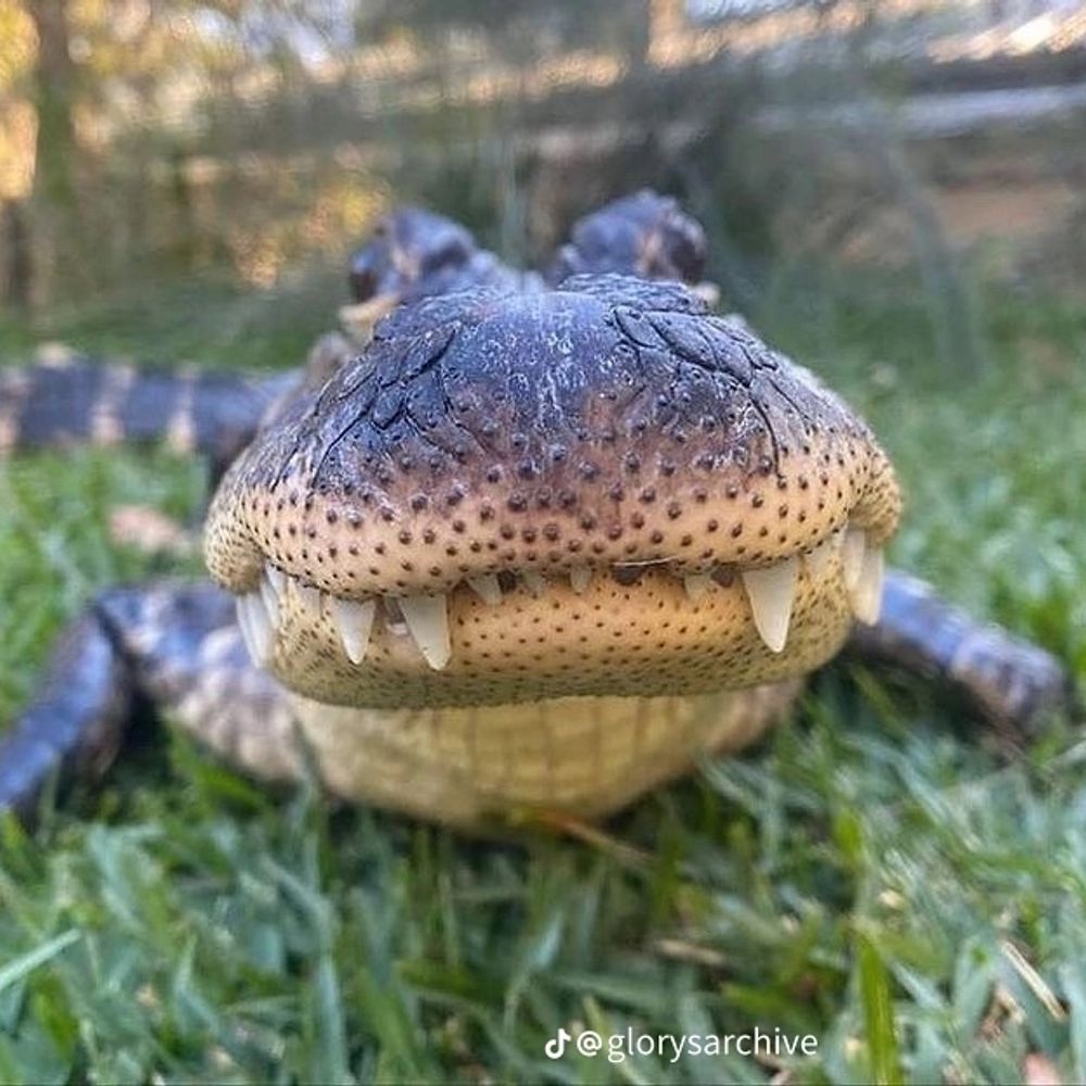 Red Da Croco