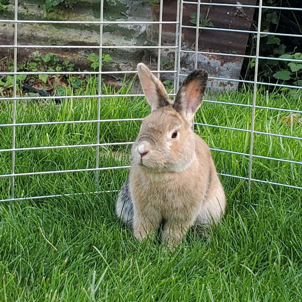BinkyBun