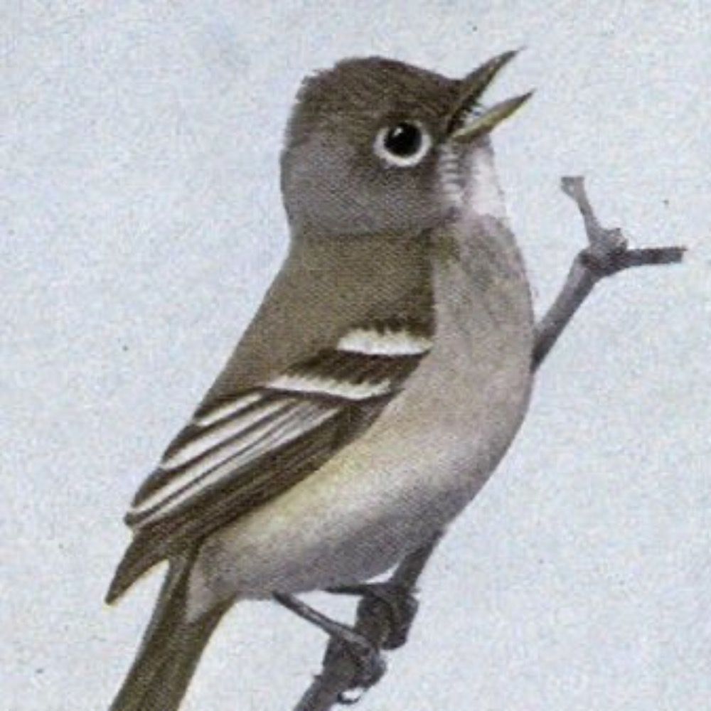 Least Flycatcher's avatar