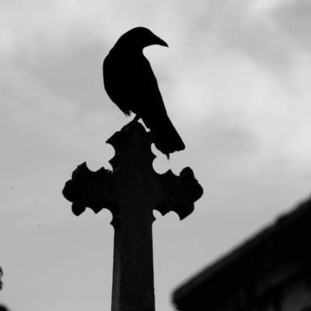crow