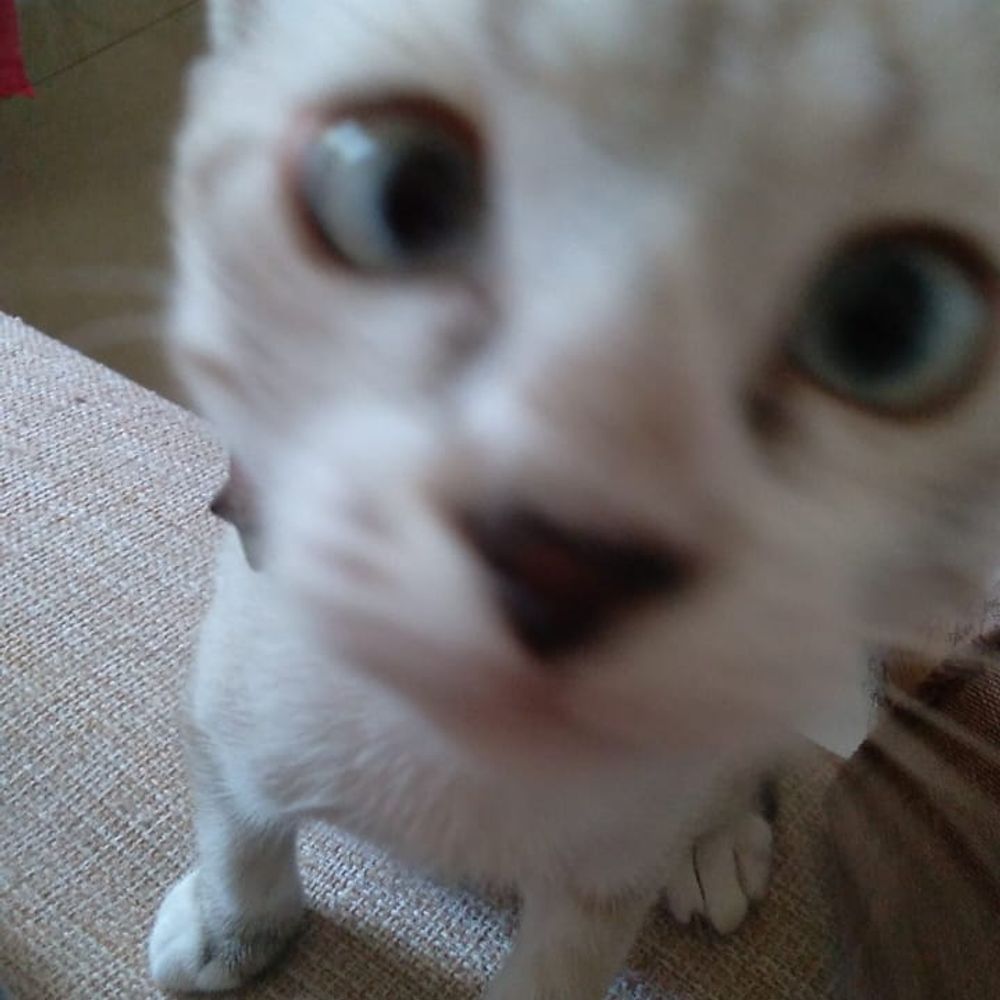 Sofi
