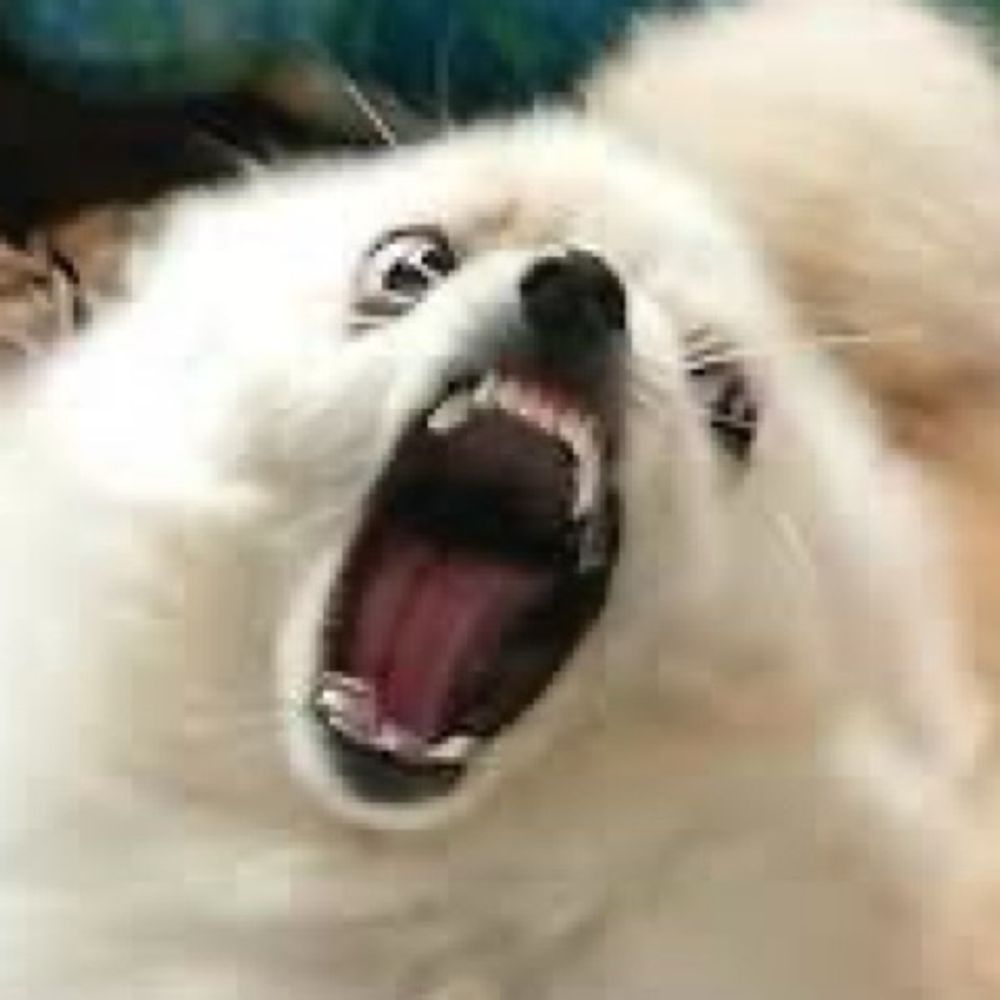 キレる犬