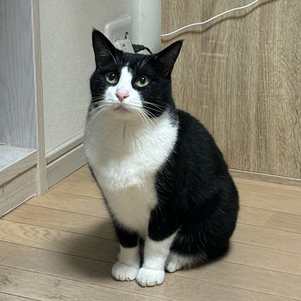 ねこやま