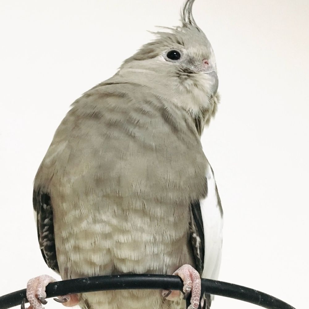 伝説の鳥