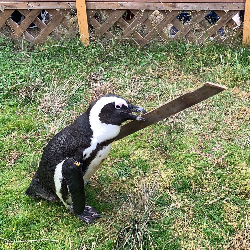 のいえた