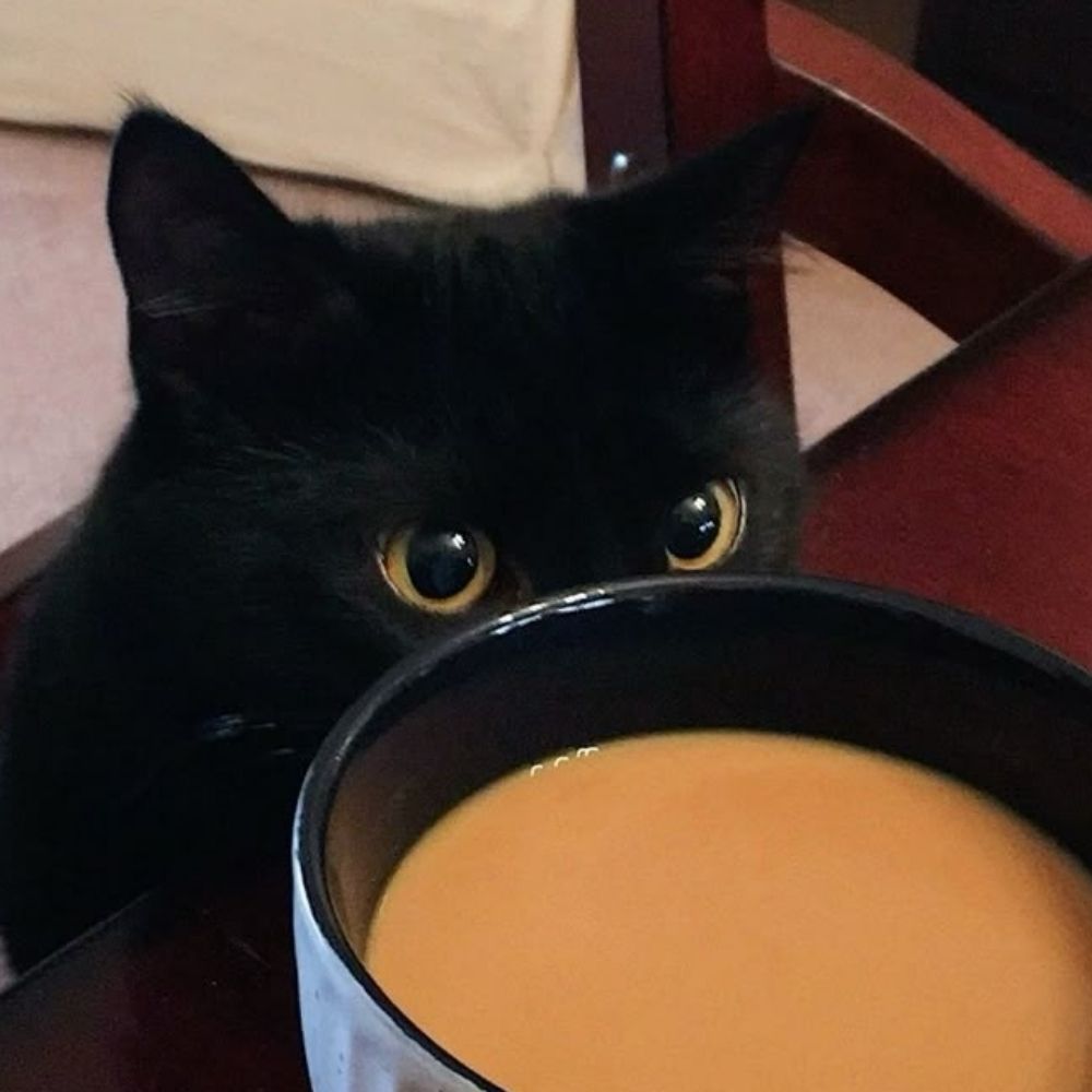 모카