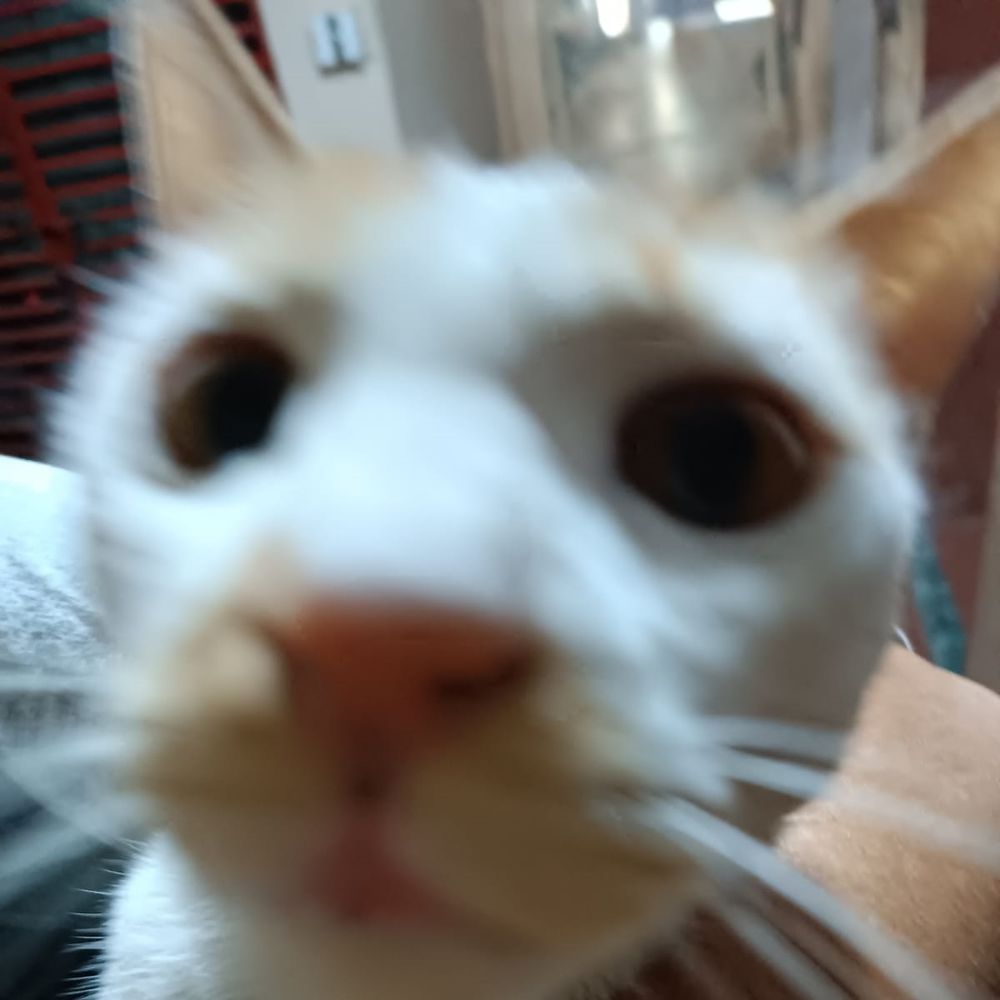 aman