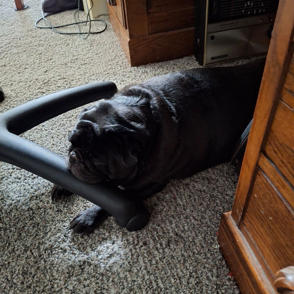 Sashatheblack pug