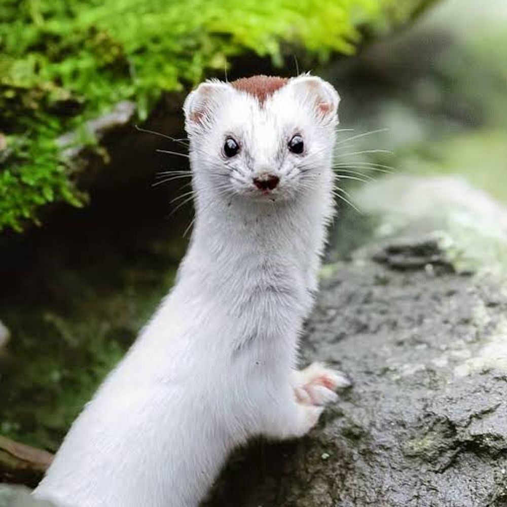 TheWeasel