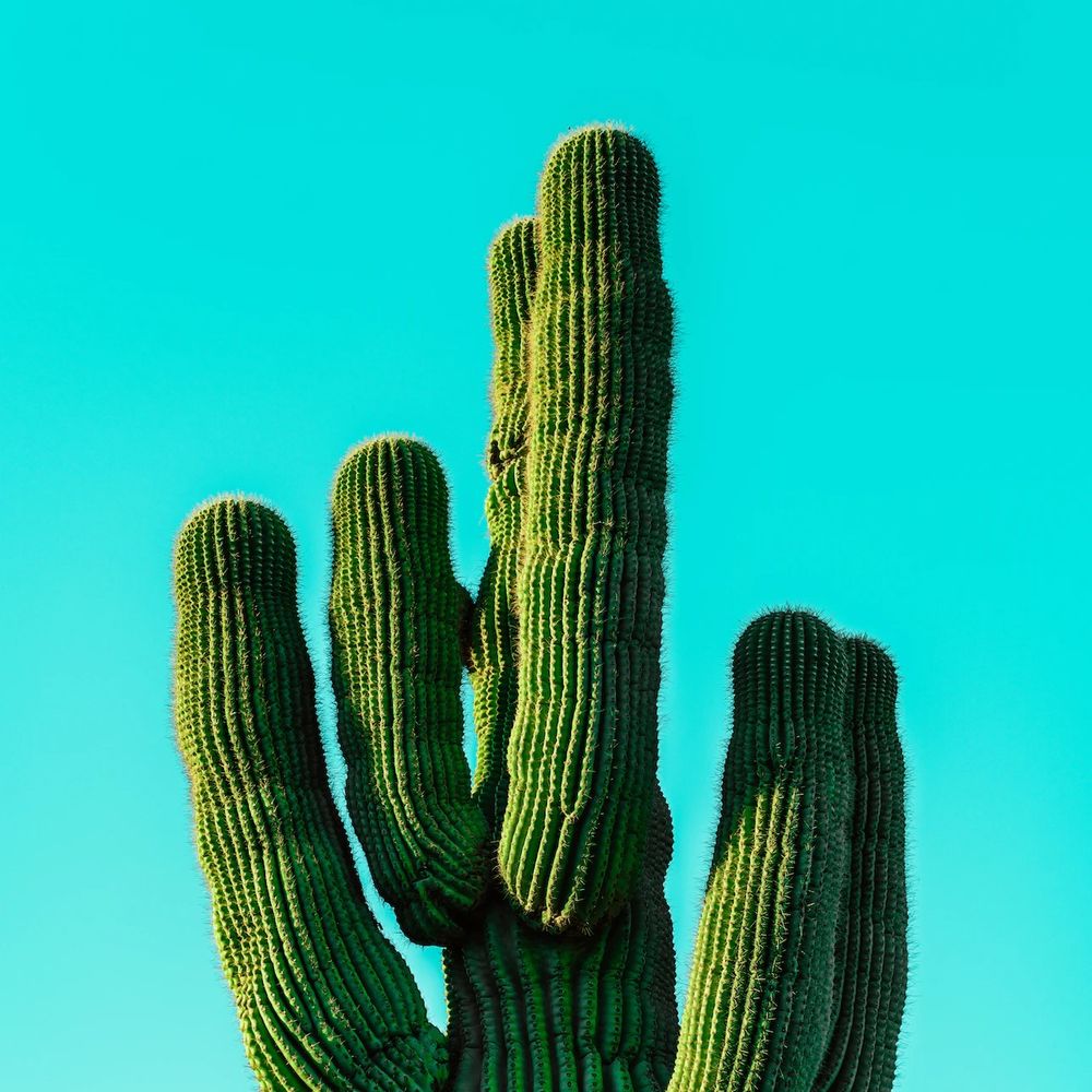 cmdrcactus