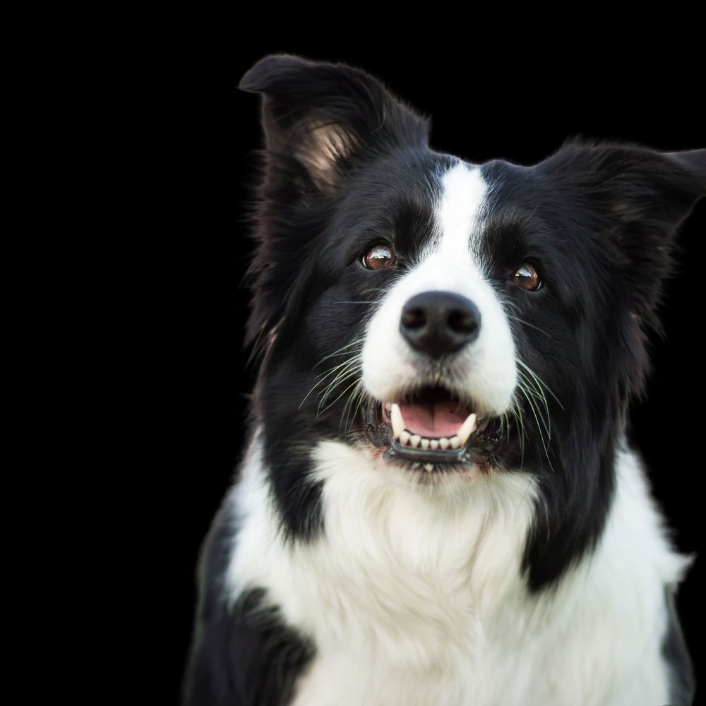 Colliebutt