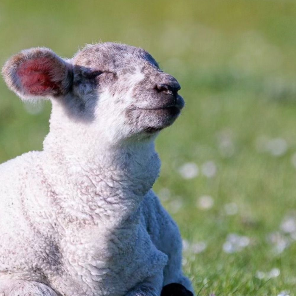 eepy sheep