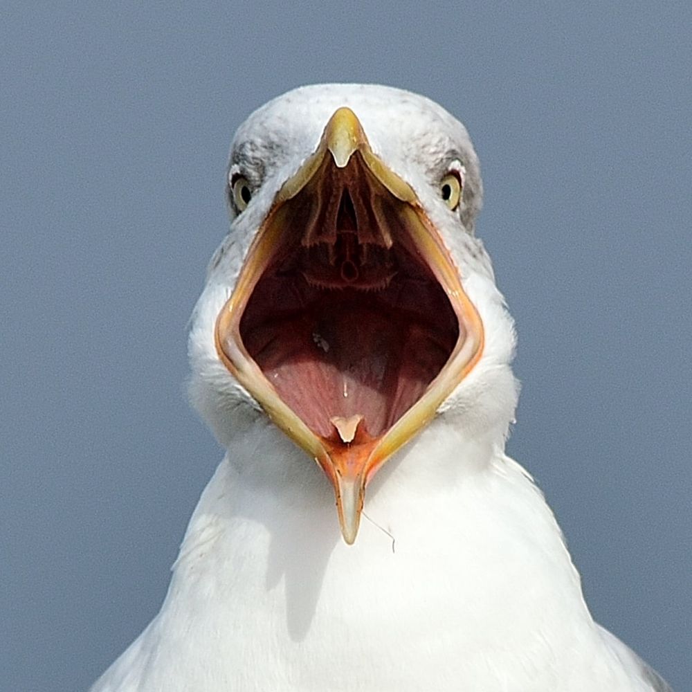 The Surly Seagull 