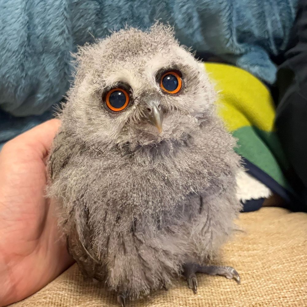 アフコノのピノ🦉