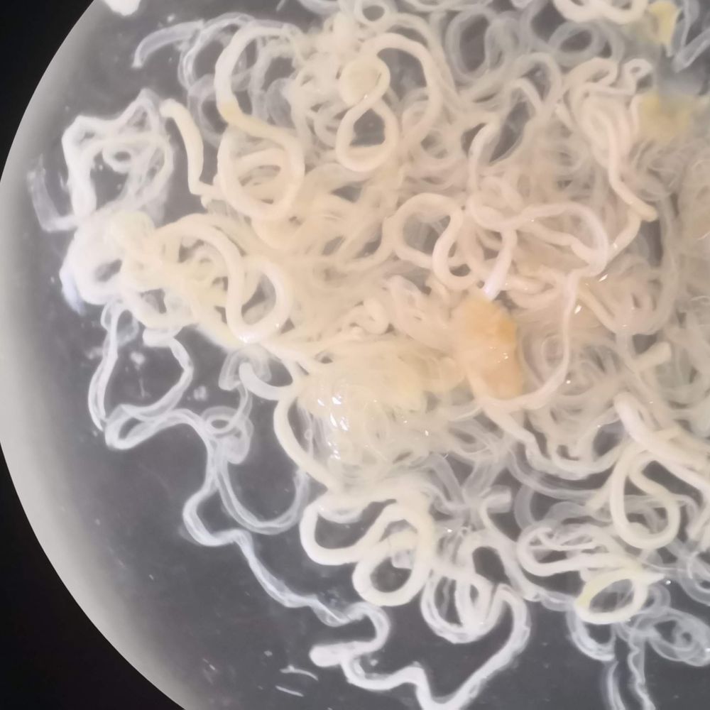 Parasite Lab