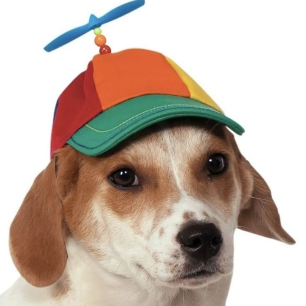 gatomaconheira