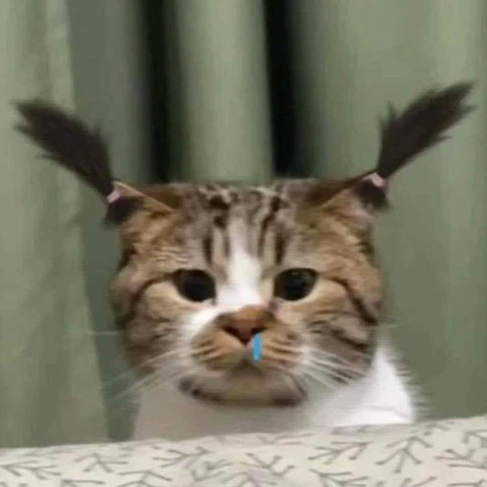 하피