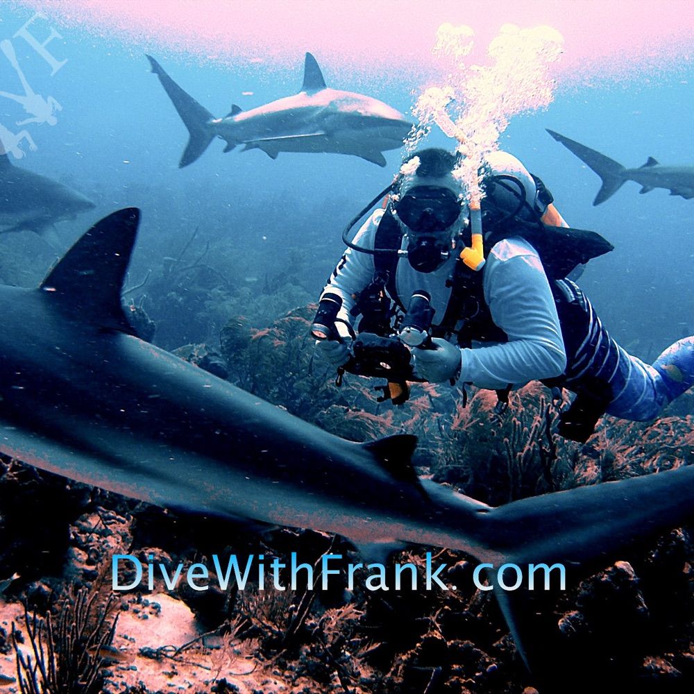 Dive With Frank